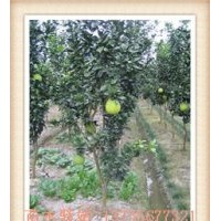 各種規(guī)格的香泡