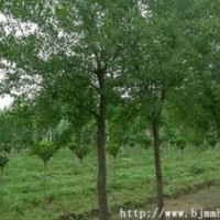 苗圃12公分杜仲價格 15公分杜仲價格 南京杜仲基地