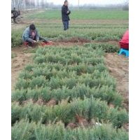 當(dāng)年籽播雪松小樹苗價格，籽播雪松，雪松基地