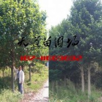 15公分樂昌含笑價(jià)格