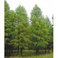 速生中山杉 速生中山杉 速生中山杉