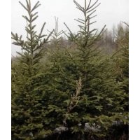 云杉1.5米2米2.5米3米3.5米4米；青扦1.5-2.5米