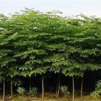 苗圃精品10公分欒樹價格 15公分欒樹價格