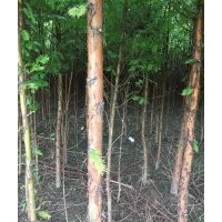 供應(yīng)水杉