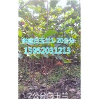 3公分白玉蘭價(jià)格