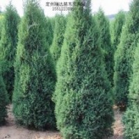 金葉榆價(jià)格、塔檜價(jià)格、碧桃價(jià)格、猥實(shí)價(jià)格