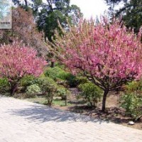 迎春花、榆葉梅、紅瑞木、珍珠梅、平枝荀子