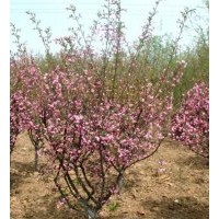 頂級碧桃綠化樹供應(yīng)