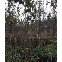 哪里的紫玉蘭最便宜