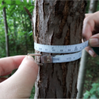 出售榆樹、垂柳、普通柳樹