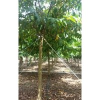 大葉紫薇13-16公分