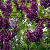 紫丁香