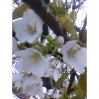 3-20公分早櫻，晚櫻，2-15公分，紅楓2-15公分 青楓