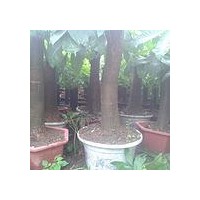 低價處理綠化樹木