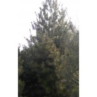 低價(jià)供應(yīng)華山松，白皮松