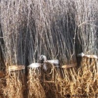 供應(yīng)，花椒苗及各種小苗