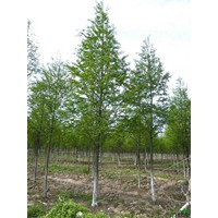 9公分中山杉 9公分中山杉