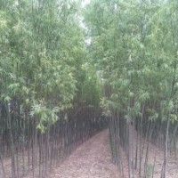 清地處理4--- 到5公分速生柳