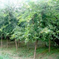 供應(yīng)五角楓 文冠果 鈣果 黃櫨