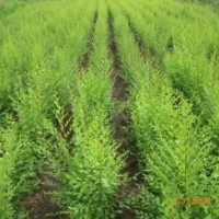 國槐杜仲 臭椿蜀儈，側(cè)柏華山松，油松，白皮松便宜處理