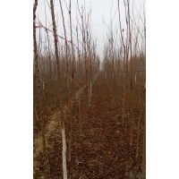 北欒圖片北欒苗價格北京北欒