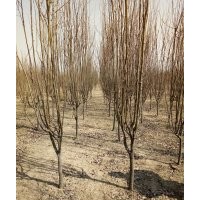 出售各種綠化苗木