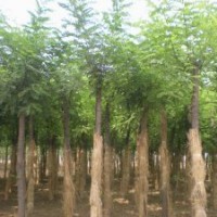 供應刺槐，五角楓