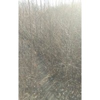 出售各規(guī)格綠化花灌木