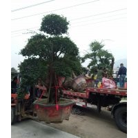福建漳州三角梅樁頭#2016年沙西造型小葉榕樁頭價(jià)格