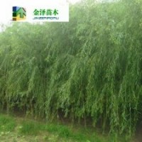 銅川垂柳白山垂柳