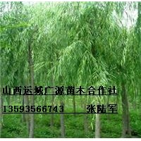 6、7、8公分垂柳出售