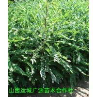 皂角苗出售、50公分以上皂角苗出售