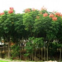 欒樹(shù)苗木各種規(guī)格都有包成活