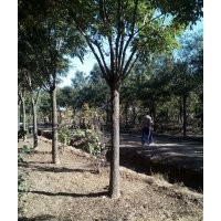 滄州綠茵苗木公司出售各種規(guī)格國(guó)槐