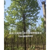 金絲楸 楸樹 豫楸 速生楸 梓樹