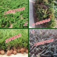 30公分鋪地柏價(jià)格，35公分高鋪地柏價(jià)格，