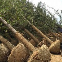 基地直銷16公分銀杏樹一級好樹形-天露苗木