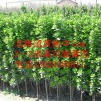 山東淄博北海道黃楊（籬笆）