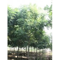 山東淄博10-12CM南欒