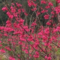 天苗農(nóng)福建山櫻花