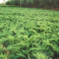 河北北京廊坊綠化苗木紫玉簪出售