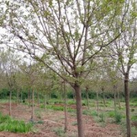 6-9公分大葉女貞青島抬頭園林大葉女貞