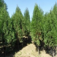 供應(yīng)側(cè)柏