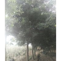 成活率高的8公分合歡價(jià)格