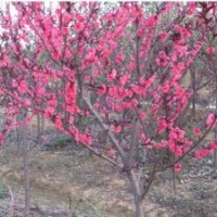 河南紅葉碧桃價格，紅葉碧桃基地，紅葉碧桃