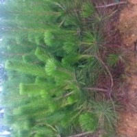 供應(yīng)臨沂黑松苗 黑松苗木