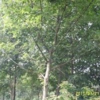 常年銷售三角楓價格 10公分三角楓價格 15公分三角楓價格