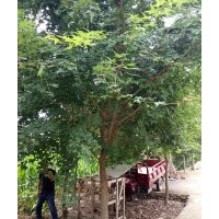 供應(yīng)造型桃樹 映山紅 五角楓 廣玉蘭