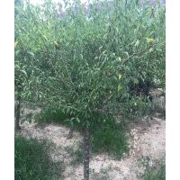 現(xiàn)有400棵左右野生紅梅出售