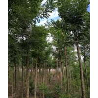 苗木供應(yīng)信息國(guó)槐2__7公分,白蠟2__7公分